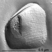 Ferroglobus