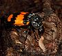 Nicrophorus Vespilloides Feeding-klein