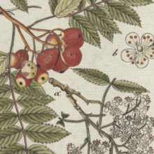 Jacob Sturm: Sorbus domestica L. Zahme Eberesche - 241/W826859