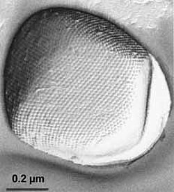 Archaeoglobus veneficus