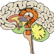 Brain1