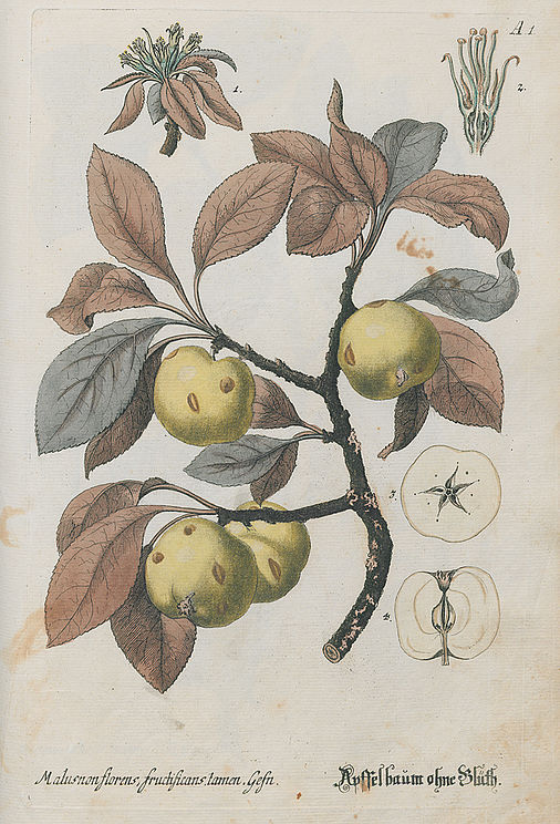 Malus non florens. Fructificans tamen. Apffelbaum ohne Blüth.