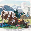 Willst Du in die Alpen wandern, trag kein Roth, es reizt den Stier, Sonsts ergeht`s Dir wie dem Reisehandbuch Bädekers allhier.
