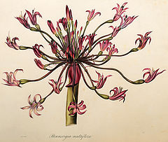 Brunsvigia multiflora