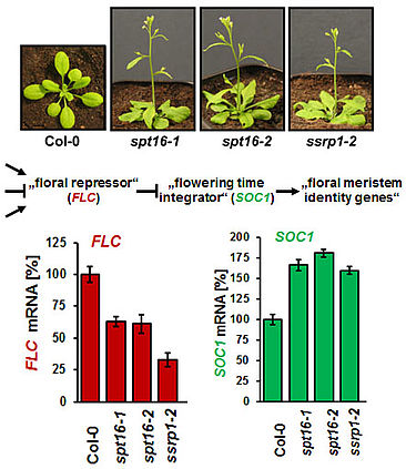 Tef Fig1