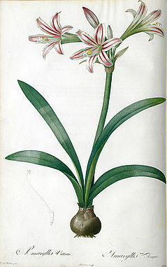Amaryllis Vittata