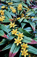 Tricyrtis Perfoliata 2