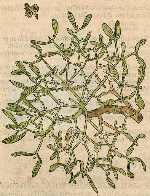 Hieronymus Bock: Kreütterbuch