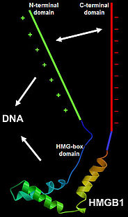 Hmg Fig2