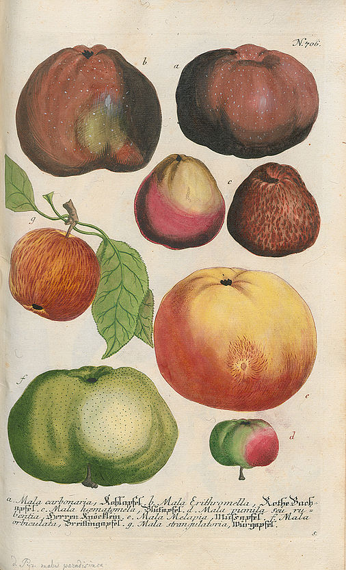 Paradiesapfel