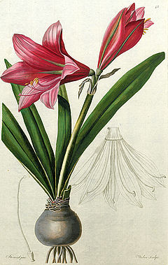 Amaryllis reginae