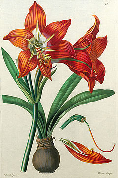 Amaryllis miniata vel Amaryllis equestris