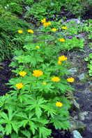 Trollius Sajanense