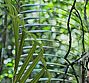 Tropischer-wald-detail-web-klein
