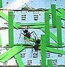 Ameisen Bauen Stra _en-310px-klein