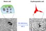 Bild1