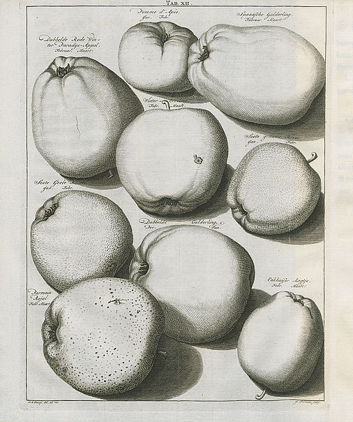 Johann Hermann Knoop: Pomologie