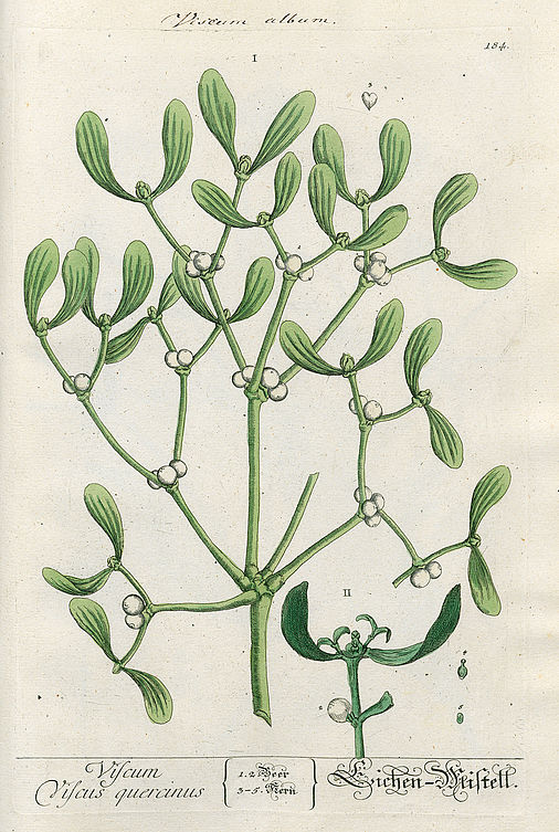 Viscum, viscus quercinus, Eichen-Mistel