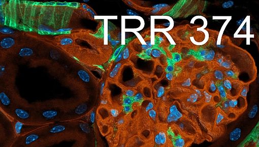 TRR 374