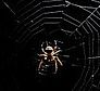 Spinne-klein