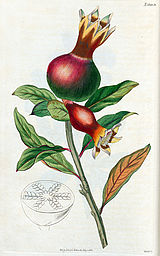 Weihnachtskarte 2016 Granatapfel