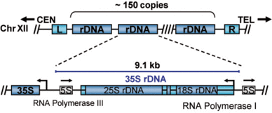 Fig1