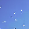 Bayer. Apothekertag ´11