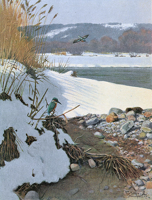 Eisvögel im Isartale