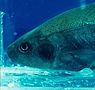 Kramer-fisch-gro _