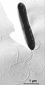 Ammonifex