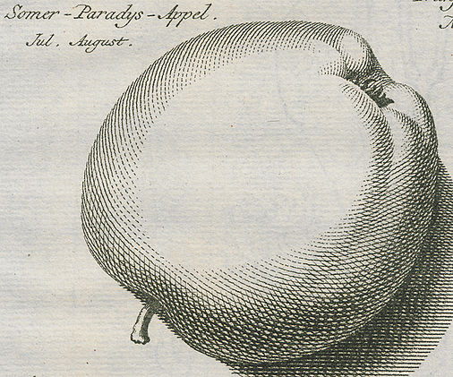 Somer-Paradys-Appel. Jul. August
