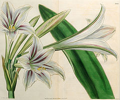 Hippeastrum ambiguum