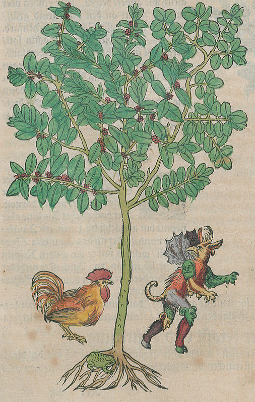Buxbaum