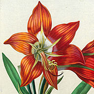 Amaryllis