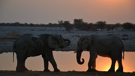 Internationales Namibia3