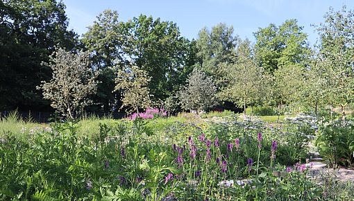 Sandbeet im Juli
