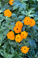 Trollius Altaicus