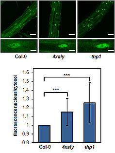 4xaly Mrna Accumulation