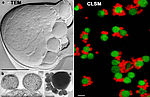 Nano-em-clsm-l Neu