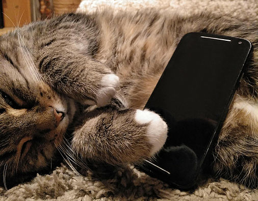 Schlafmodus Katze