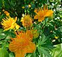 Vm-woche-der-botanischen-gaerten