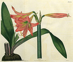 Hippeastrum stylosum