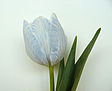 Bluete-2