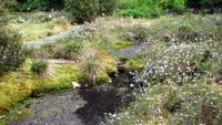 Tundra-moor