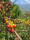 Kaffeepflanze vor den Blue Mountains in Jamaica © Ameka Myrie