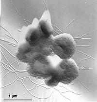 Thermosphaera