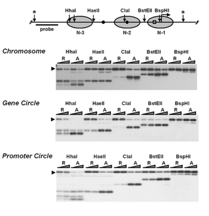 Fig2