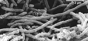 Thermocrinis