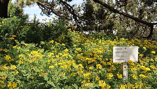 Hippocrepis comosa in Alp. Höhenstufe