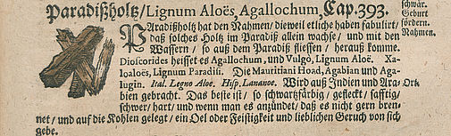 Paradißholtz / Lignum Aloes, Agallochum